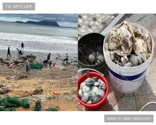 台风过后惠州海滩现大片海鲜，惠州台风网-台风路径实时发布